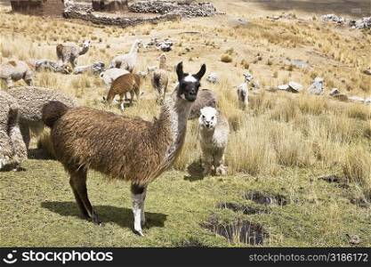 Llamas (Lama glama) with alpacas (Lama pacos) and sheep grazing in a pasture, Peru