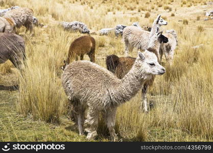 Llamas (Lama glama) with alpacas (Lama pacos) and sheep grazing in a pasture, Peru