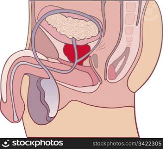 llustration of prostate gland cross section diagram