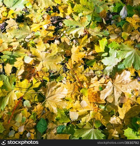 lnatural background - eaf litter from fallen yellow and green maple and birch leaves in autumn forest