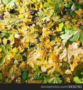 lnatural background - eaf litter from fallen yellow and green maple and birch leaves in autumn forest