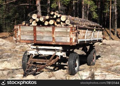 Loading logs of trees in the forest, background