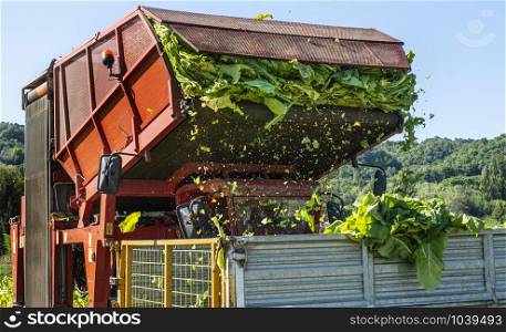 Loading tobacco leaves on truck. Harvest and transport tobacco leaves from plantation. Sunlight.