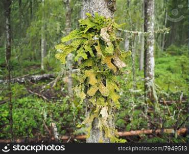 Lobaria pulmonaria on tree in forest