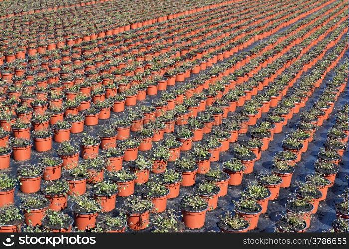 Lobelia or lobelia Campanulaceae in the wholesale in Voorschoten state at a breeder ready for planting centre to be transported.