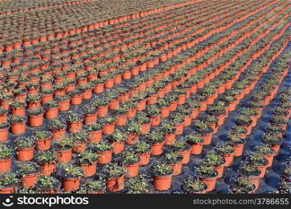 Lobelia or lobelia Campanulaceae in the wholesale in Voorschoten state at a breeder ready for planting centre to be transported.