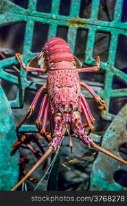 Lobster alive underwater detail view in an aquarium