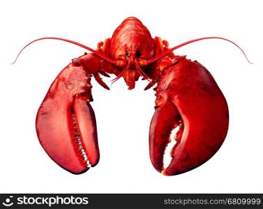 Lobster front view isolated on a white background as fresh seafood or shellfish food concept as a complete red shell crustacean isolated on a white background.