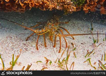 Lobster in Great Mayan Reef at Riviera Maya of Caribbean Mexico
