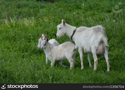 Local family goats in the yard village house. Goats standing among green grass. Goat and goat kid. Herd of farm goats.. Group of goats with baby goats
