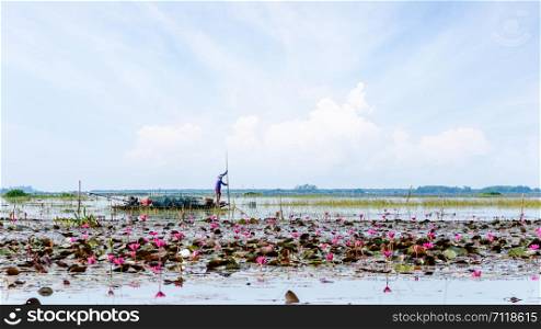 Local fisherman are preparing fish traps on a boat in a lake with many red lotus flowers, Lifestyle in the countryside at Thale Noi Waterfowl Park, Songkhla Lake, Phatthalung, Thailand,16:9 widescreen. Local fisherman are preparing fish traps on a boat, Thailand