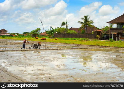 Local man working in rice field at rural farm, countryside traditional scene, Bali, Indonesia