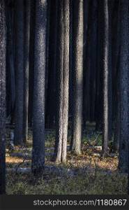 Lodgepole Pine Canada Cypress Hills Saskatchewan scenic