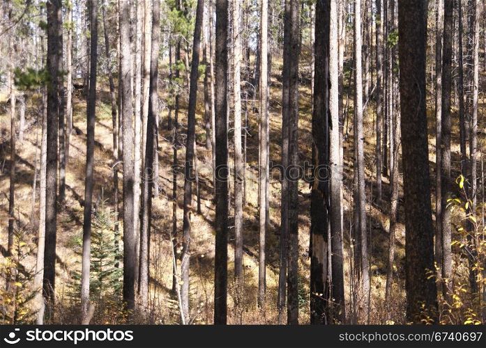 Lodgepole pines, and aspens, Canadian Rockies, Banff, Alberta, Canada