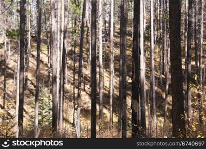 Lodgepole pines, and aspens, Canadian Rockies, Banff, Alberta, Canada