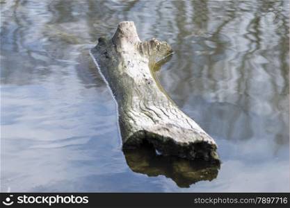 log of wood floating on the lake