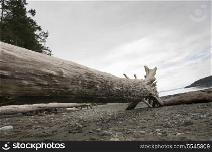 Log on beach in Deception Pass State Park, Oak Harbor, Washington State, USA
