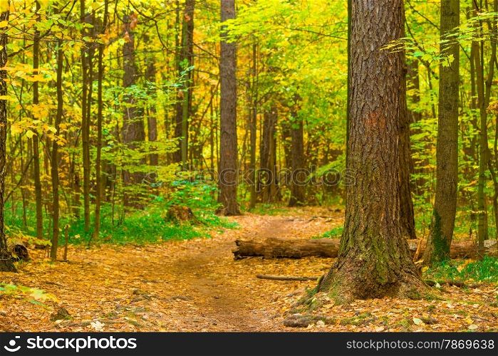 log on the path in the autumn forest