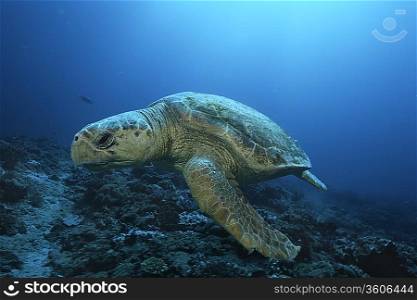Loggerhead turtle (caretta caretta), drifting