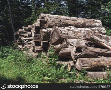 Logs in the forest. Sochi, Russia