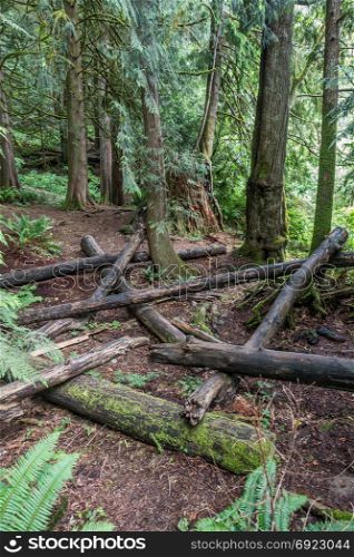 Logs litter the forest floor in the Pacific Northwest.