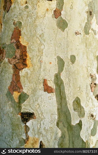 London plane tree bark pattern natural texture