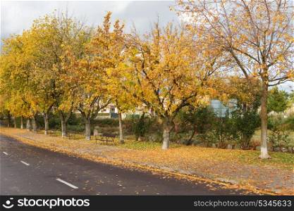 Lone bench on a ride full with yellow fallen leaves in the autumn