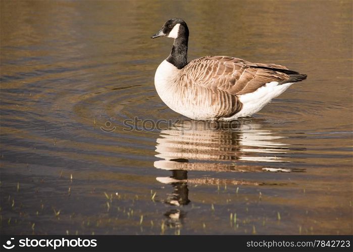 Lone Canada Goose reflected in River Thames UK.