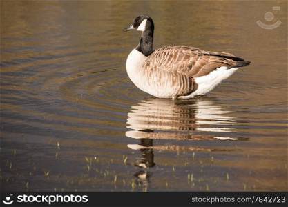 Lone Canada Goose reflected in River Thames UK.