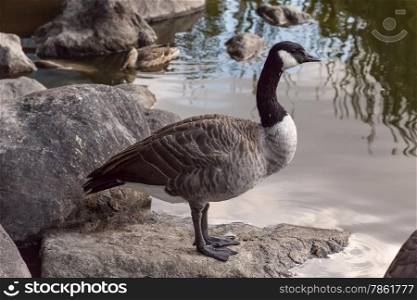 Lone Canada Goose Standing On A Rock By A Pond In Vancouver, Canada