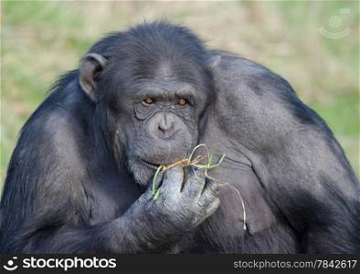 Lone Chimpanzee, eating grass in sunshine