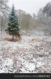 Lone Christmas tree sands out against snow covered forest floor