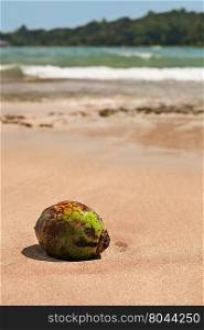 Lone coconut on the beach. Coconut on the beach
