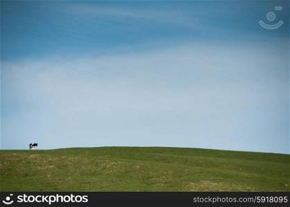 Lone cow on the ridge of a hill