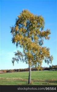 Lone golden birch tree in a green field by fall season