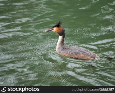 Lone great crested grebe swimming on river