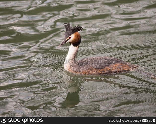 Lone great crested grebe swimming on river
