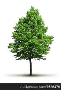 Lone green leafy tree isolated on white background, with soft shadow. Lone green leafy tree