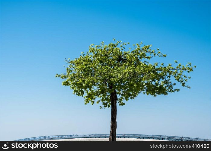 Lone green tree over blue sky background
