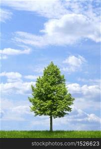 Lone linden tree growing on green grass, with blue sky and white clouds background