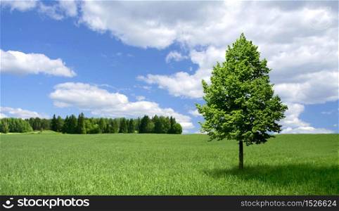 Lone linden tree standing on a green field, with blue sky white clouds background