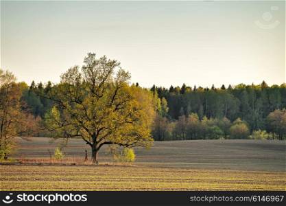 Lone oak in a green spring fields