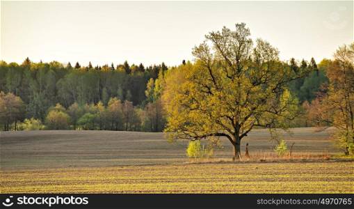 Lone oak in a green spring fields. Spring cultivated fields. Sunny spring evening