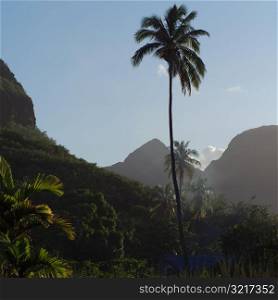 Lone Palm Tree at Moorea in Tahiti