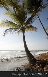 Lone palm tree at water&acute;s edge on the ocean beach