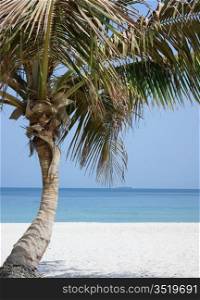 Lone Palm tree on the beach