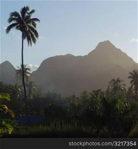Lone Palm Tree with Mountains at Moorea in Tahiti