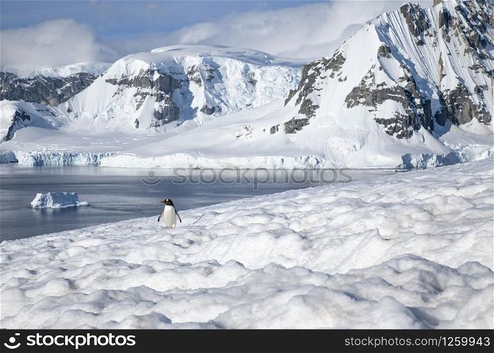 Lone penguin sits high up in the snow covered mountain range with iceberg in the background