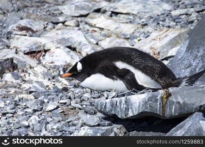 Lone penguin sleeps with closed eyes in nest from nesting place made of barren rock