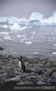 Lone penguin stands on bank of gray stones in the blowing snow with icebergs in the background